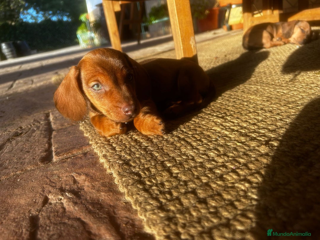 Teckel Miniatura perros en venta: Teckel miniaturas - Imagen 4