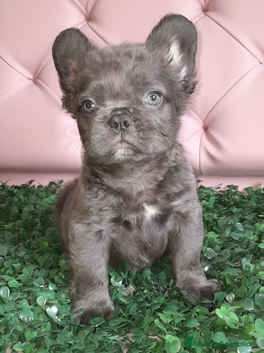 Bulldog Francés perros Bulldog francés Fluffy - Anuncio 2