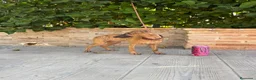Whippet perros en venta: Preciosos whippet - Anuncio 2