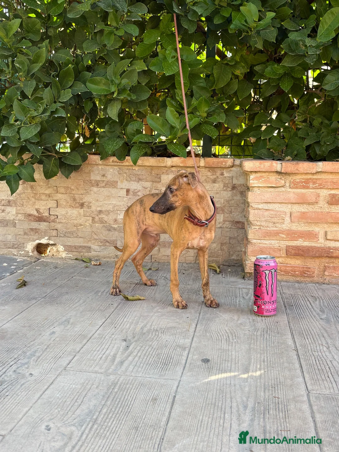 Whippet perros en venta: Preciosos whippet - Anuncio 2