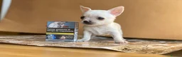 Chihuahua perros en venta: Chihuahua puppy  en Ciudad Real - Anuncio 6