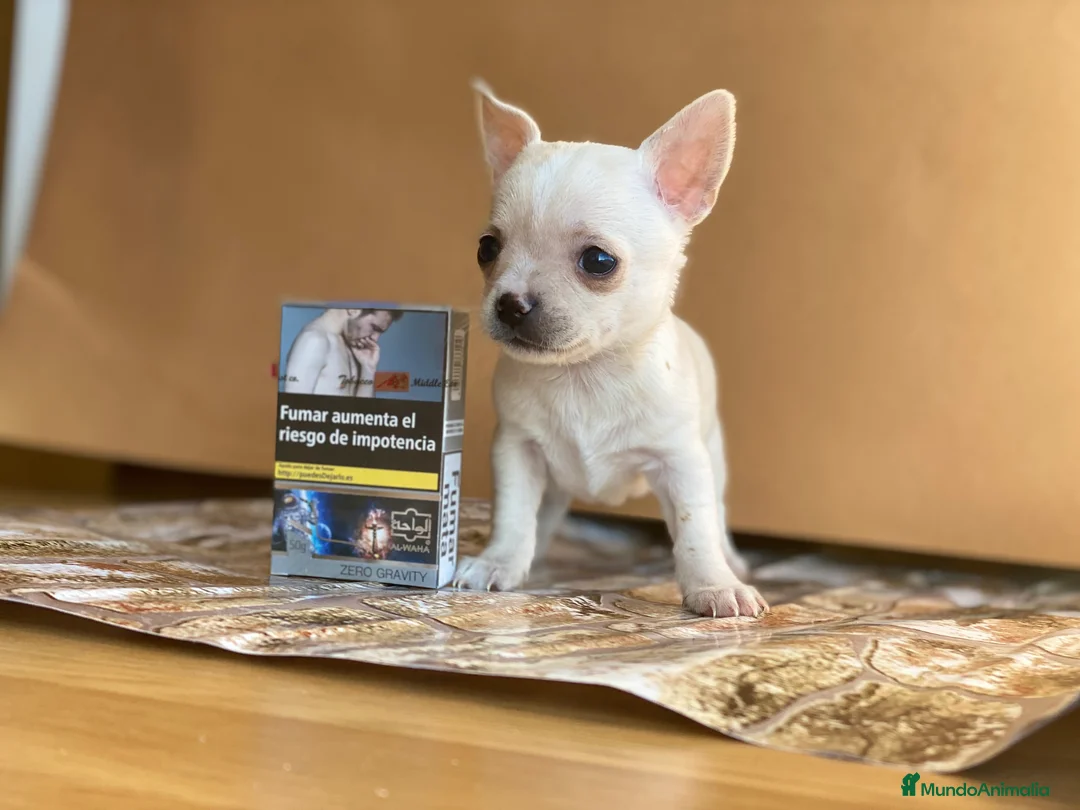 Chihuahua perros en venta: Chihuahua puppy  en Ciudad Real - Anuncio 6