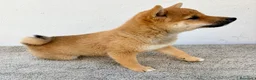 Shiba Inu perros en venta: Shiba Inu - Anuncio 23