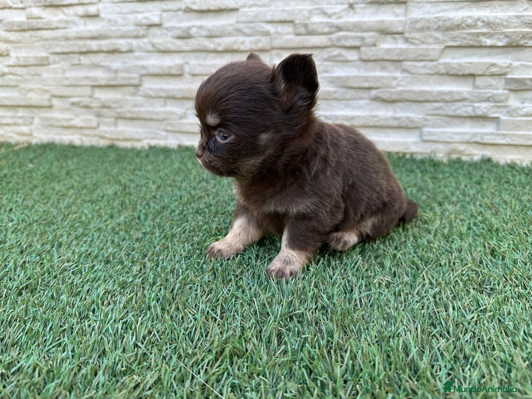 Chihuahua perros en venta: Chihuahua pelo largo  - Imagen 4