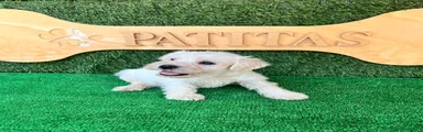 Schnauzer Miniatura 2