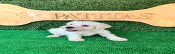 Schnauzer Miniatura perros en venta: Schnauzer mini blanco - Anuncio 2