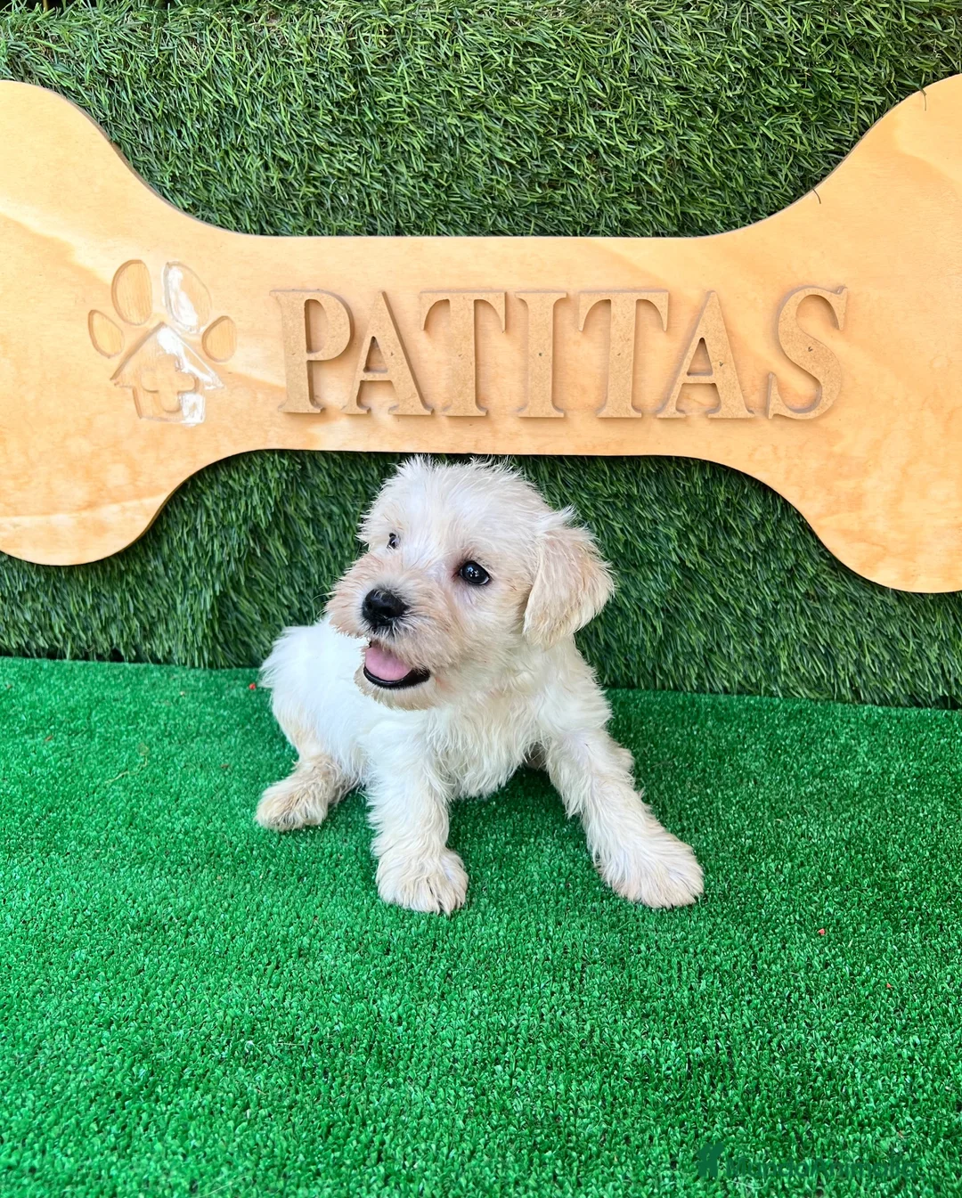 Schnauzer Miniatura perros en venta: Schnauzer mini blanco - Anuncio 2