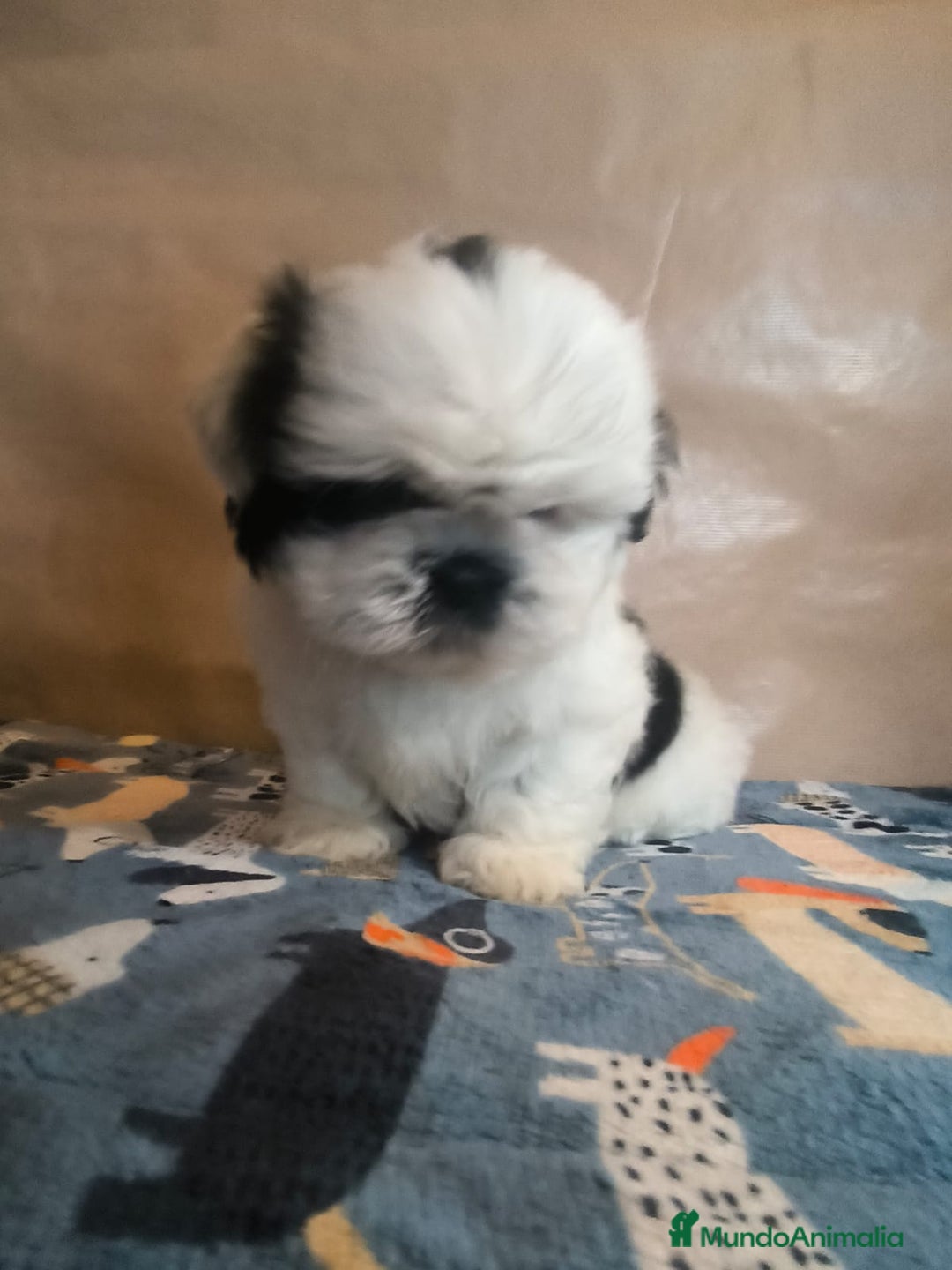 Shih Tzu perros en venta: Shit tzu mini - Anuncio 5