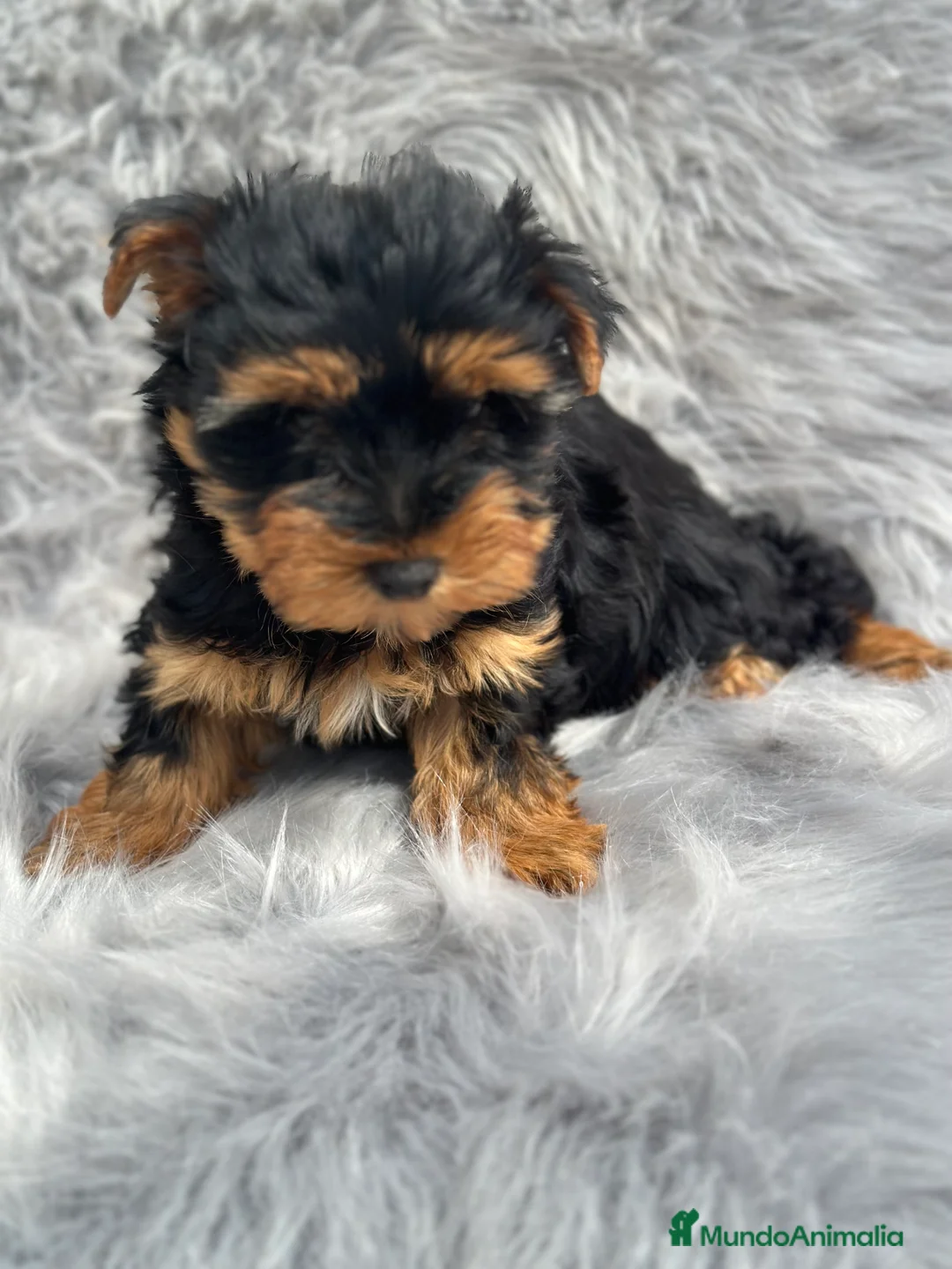 Yorkshire Terrier perros en venta: YORCSHIRE TERRIER MACHO DISPONIBLE en Barcelona - Anuncio 3