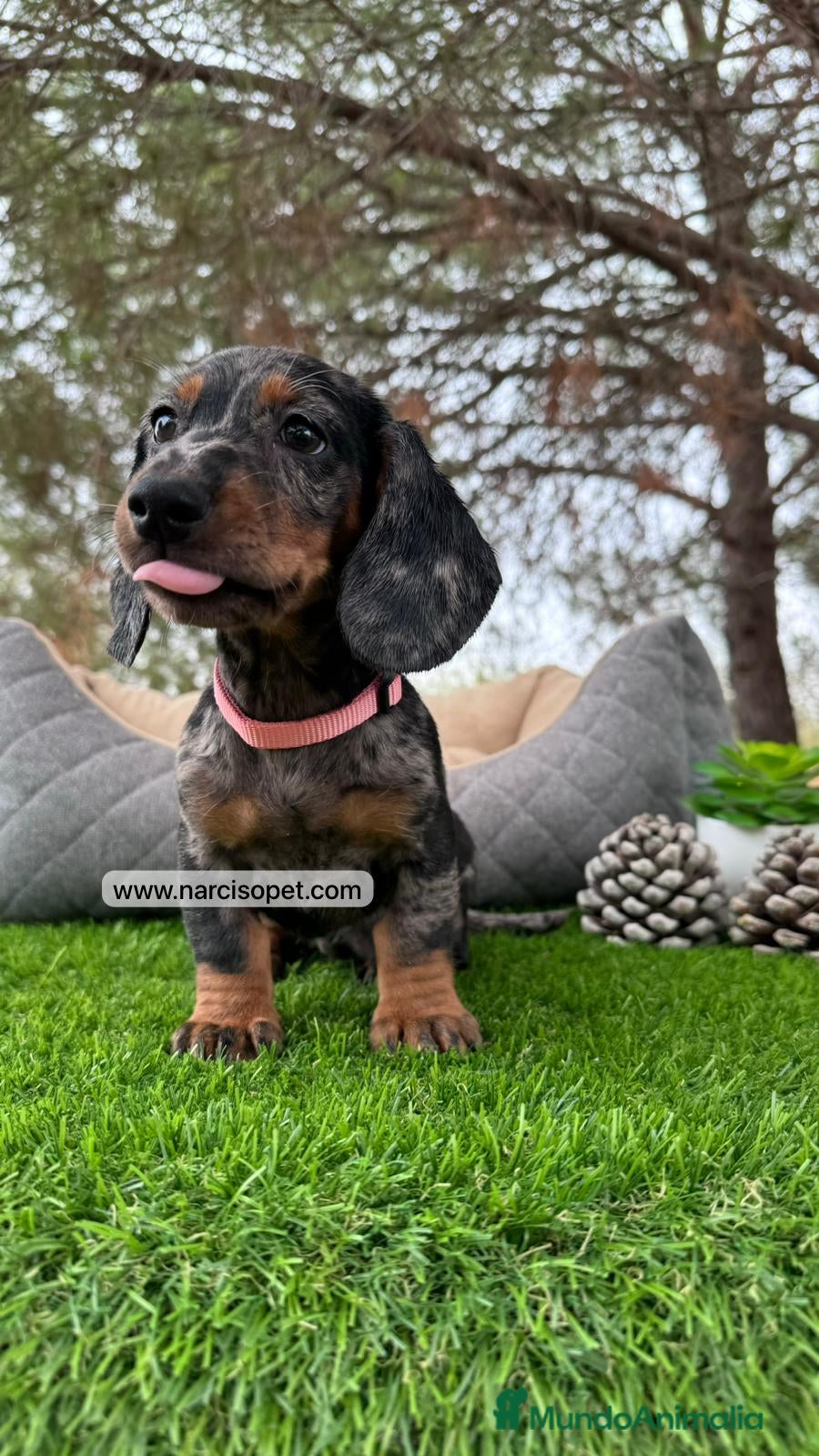 Teckel Miniatura perros CACHORRITO TECKEL ARLEQUIN PLATA - Anuncio 38