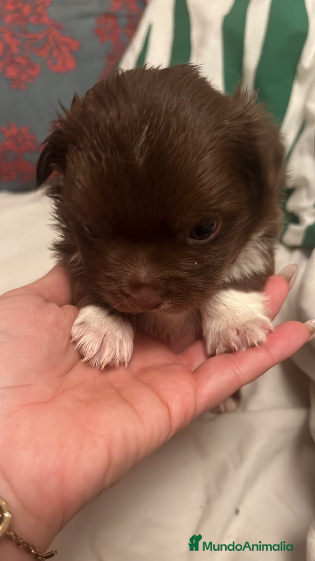 Chihuahua perros en venta: Chihuhua macho - Anuncio 2