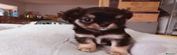 Chihuahua perros en venta: Camada de Sopa Chihuahua  - Anuncio 3