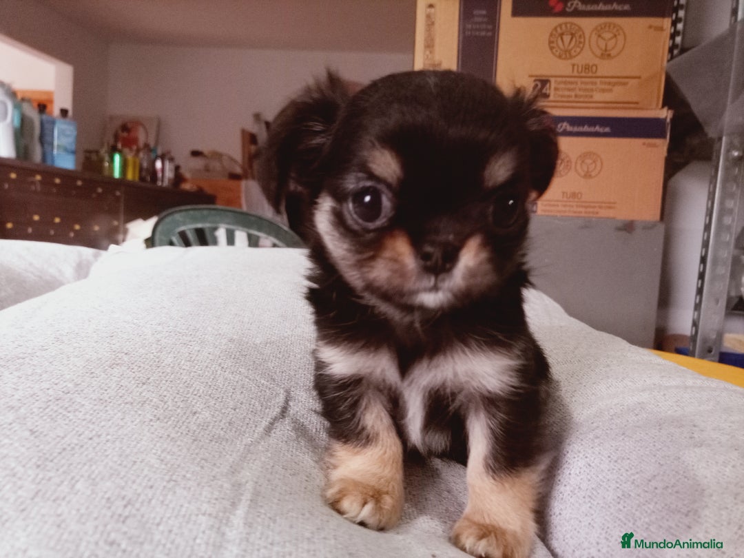 Chihuahua perros en venta: Camada de Sopa Chihuahua  - Anuncio 3