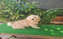 Maltipoo perros en venta: Maltipoo Toy apricot  - Imagen 6