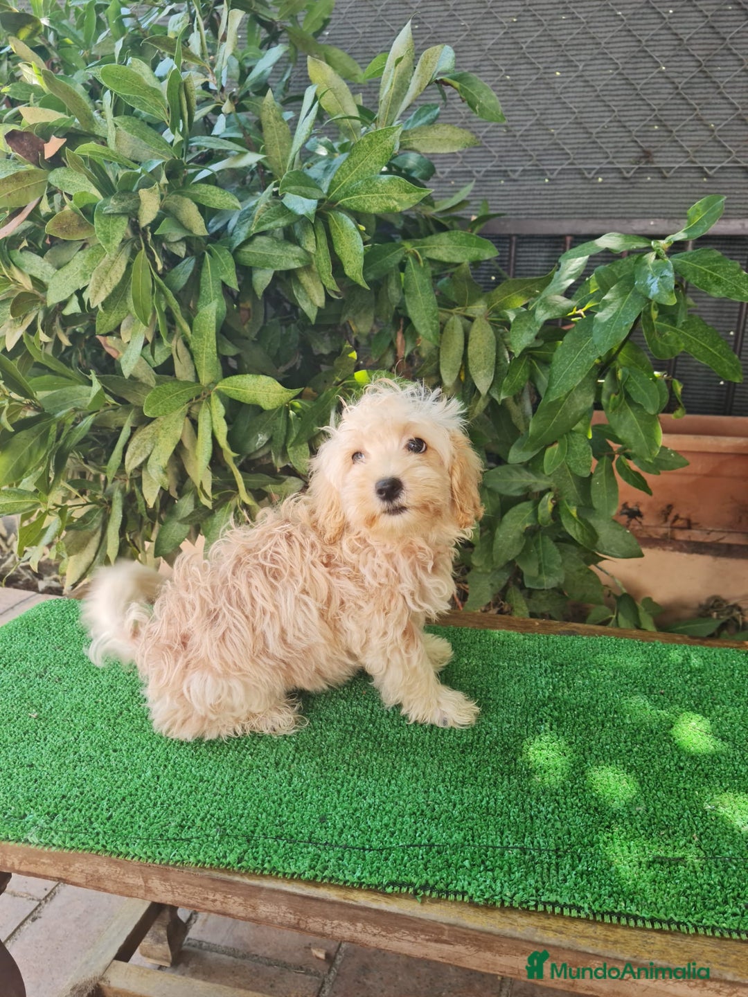 Maltipoo perros en venta: Maltipoo Toy apricot  - Imagen 6