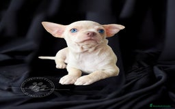 Chihuahua perros en venta: Chihuahua crema - Imagen 1