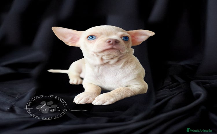 Chihuahua perros - Anuncio 6