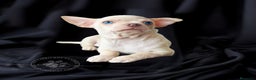Chihuahua perros en venta: Chihuahua crema - Anuncio 1