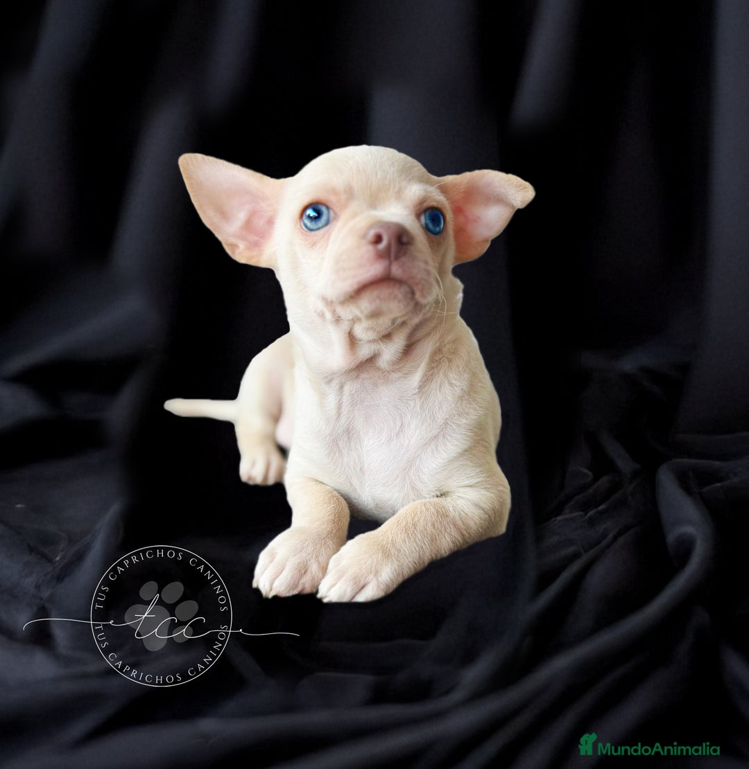 Chihuahua perros en venta: Chihuahua crema - Imagen 1