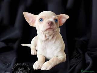 Chihuahua perros - Anuncio 27