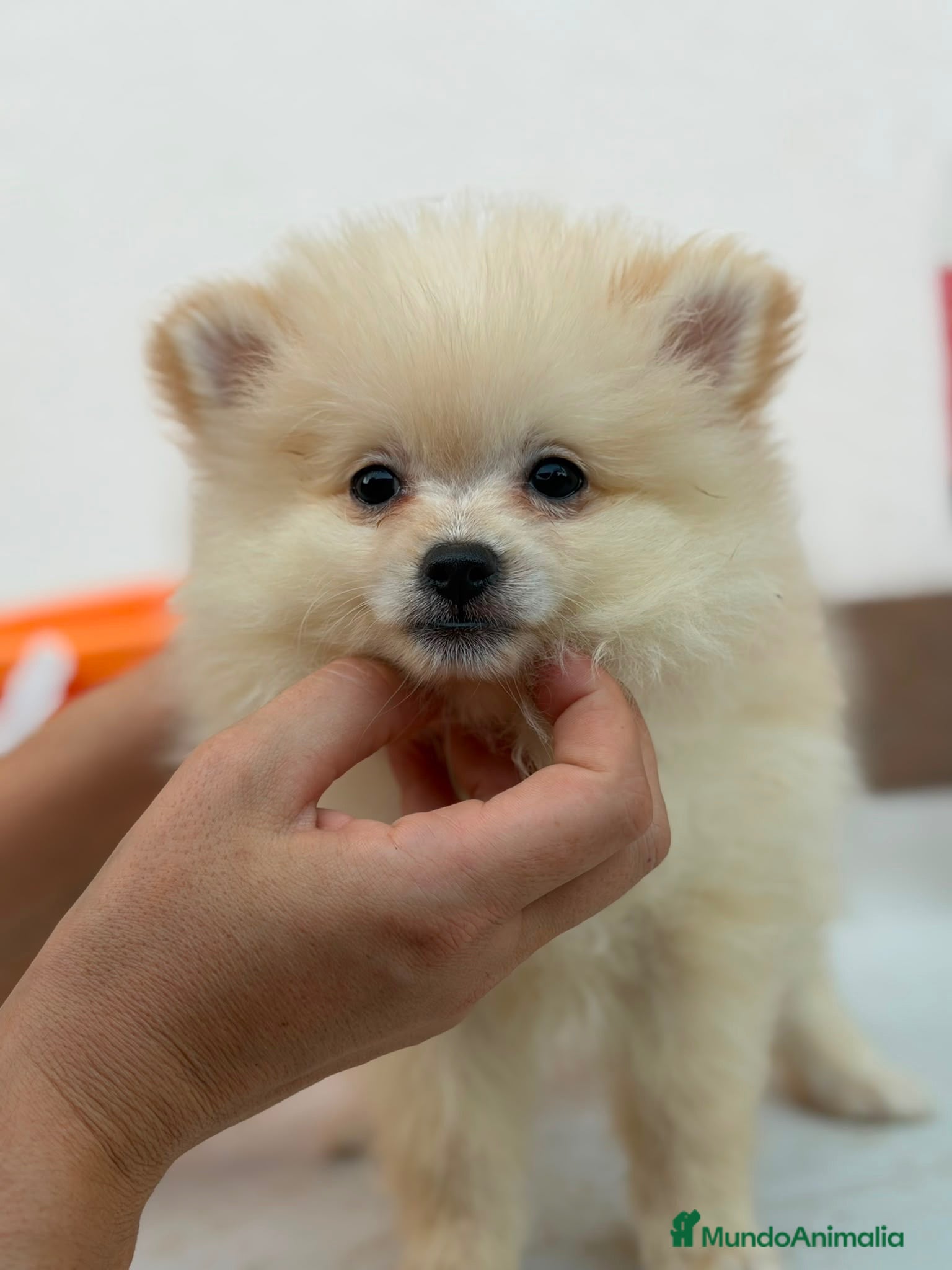 Pomerania perros Hembra pomerania 🐻 - Anuncio 1