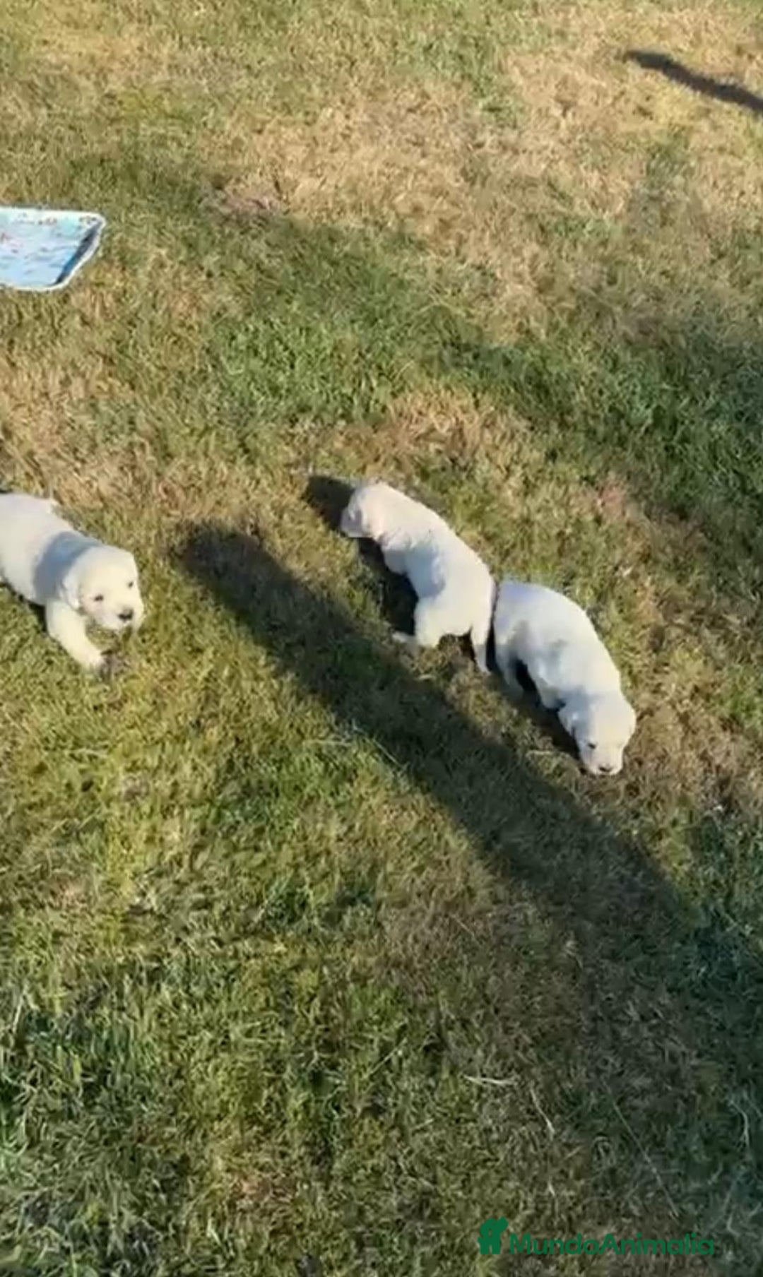 Golden Retriever perros en venta: NUEVAS CAMADAS GOLDEN RETRIEVER  - Imagen 5