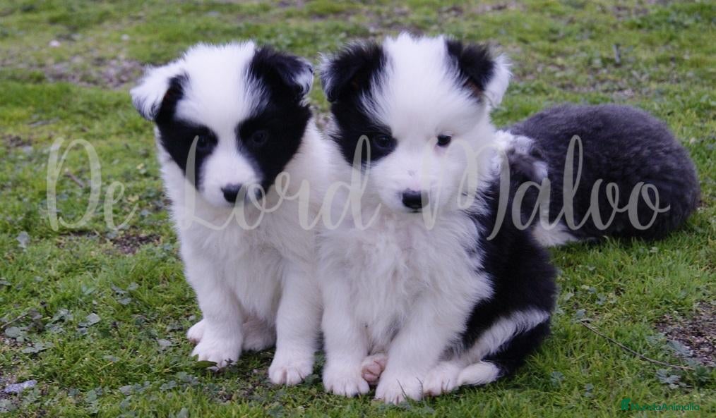 Border Collie perros en venta: Border Collie cachorros de raza y calidad - Anuncio 1