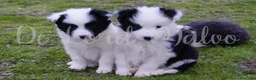 Border Collie perros en venta: Border Collie cachorros de raza y calidad en Segovia - Anuncio 1