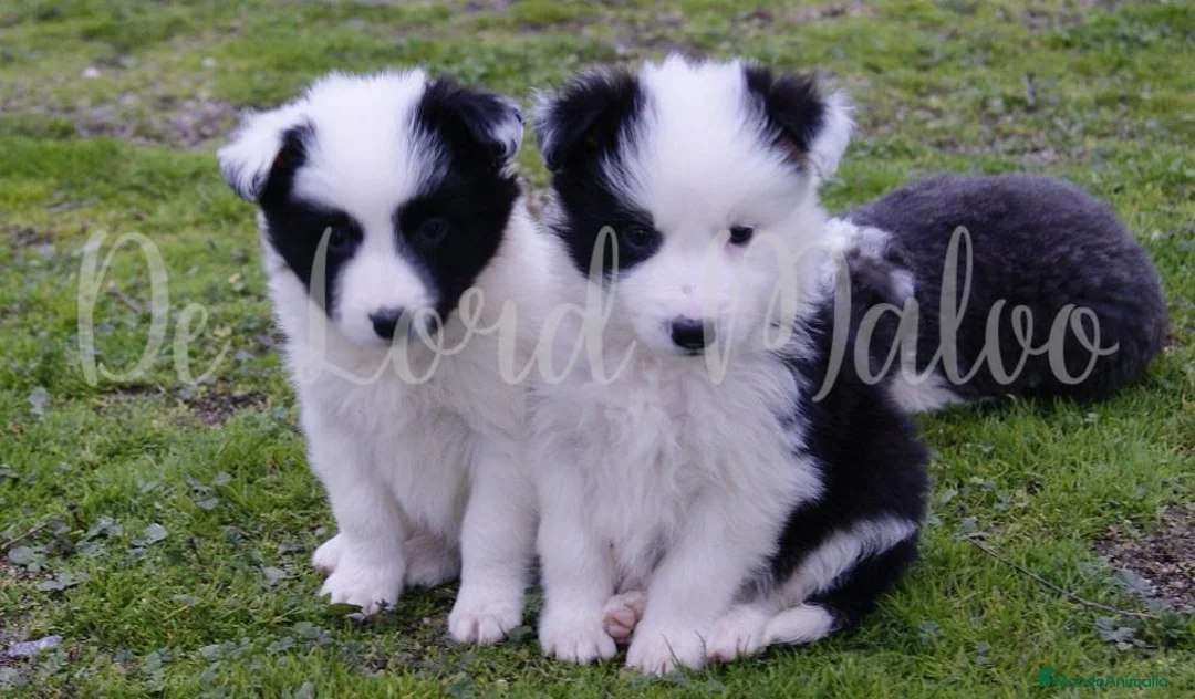 Border Collie perros en venta: Border Collie cachorros de raza y calidad en Segovia - Anuncio 1