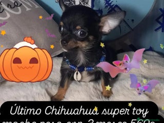 Chihuahua perros - Anuncio 1