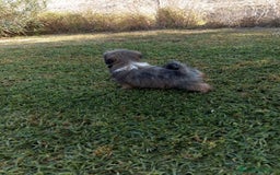 Shih Tzu perros en venta: Shitzu última hembra!! - Imagen 5