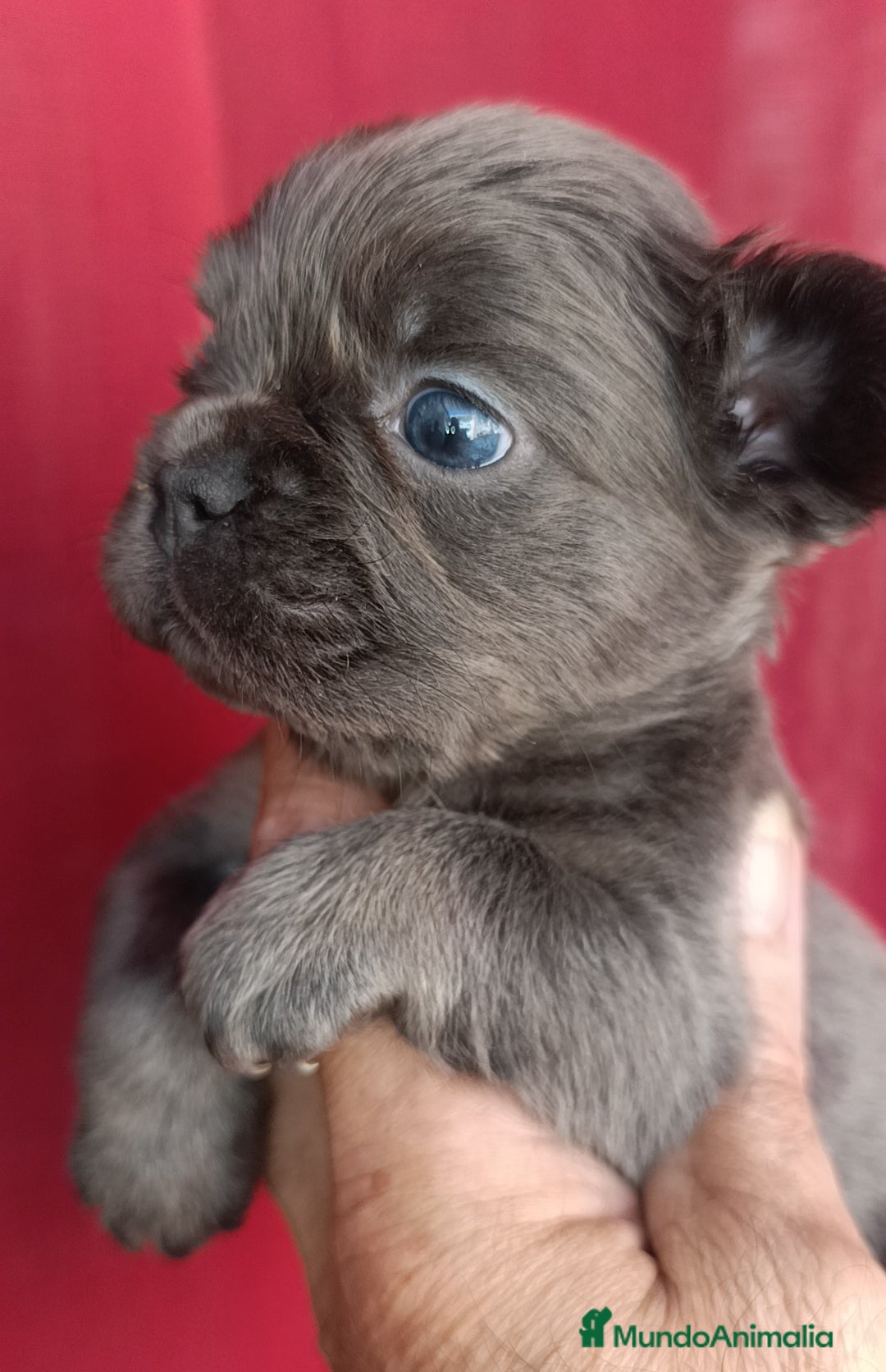Bulldog Francés perros en venta: Bulldog francés Big rope fluffy y fluffys  - Imagen 2