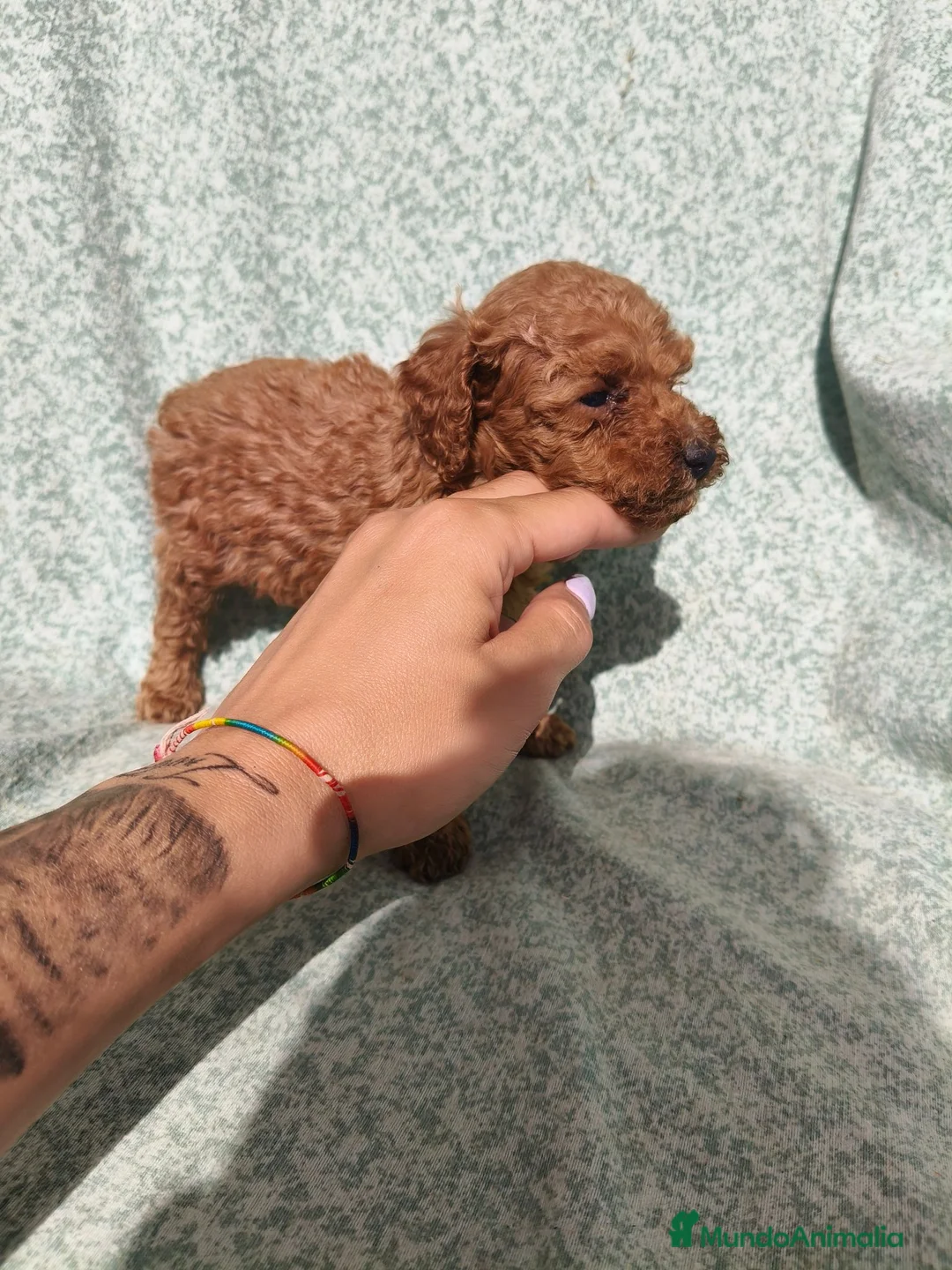 Caniche Toy perros en venta: Caniche Toy - Anuncio 2