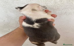 Bulldog Francés perros en venta: Bulldog francés exclusivo vaquita blue Merle !! - Imagen 4