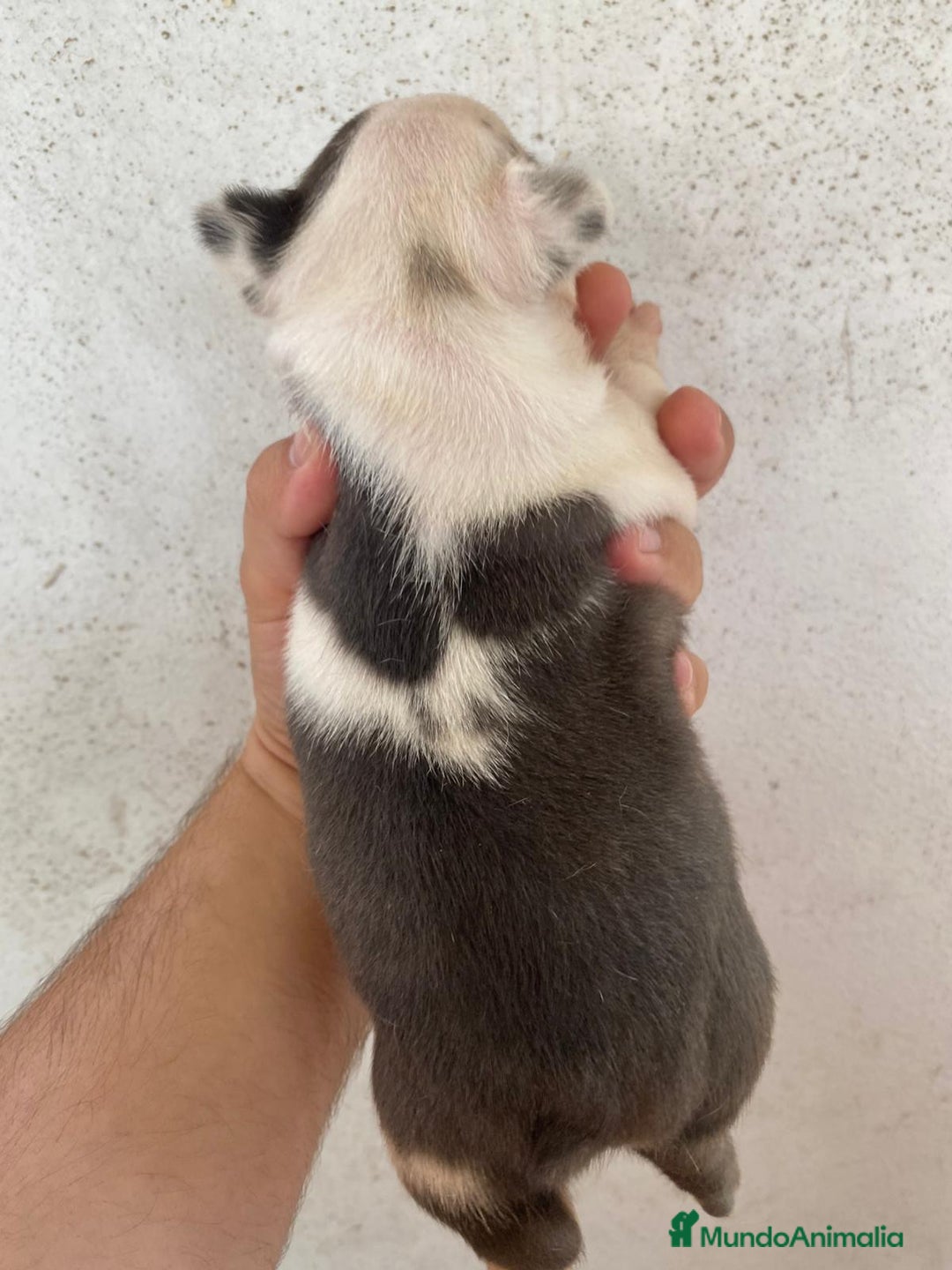 Bulldog Francés perros en venta: Bulldog francés exclusivo vaquita blue Merle !! - Imagen 4