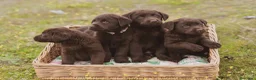 Labrador Retriever perros en venta: Cachorros de Labrador chocolate  - Anuncio 7