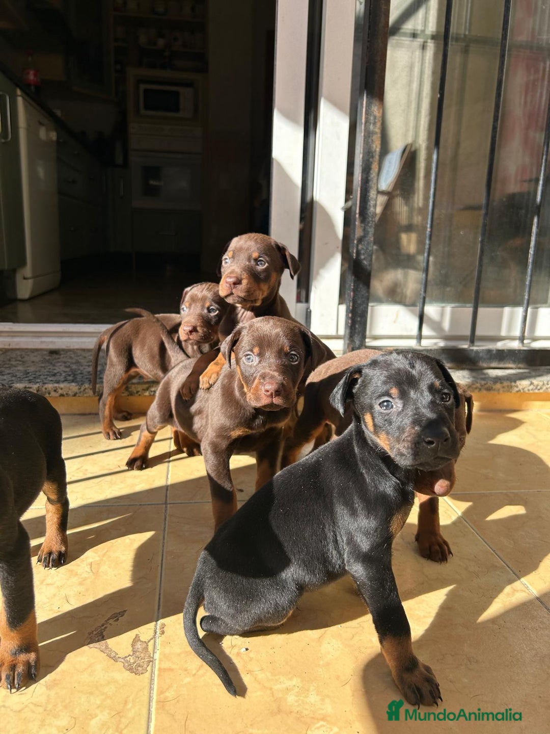 Dobermann perros en venta: Doberman  - Anuncio 2