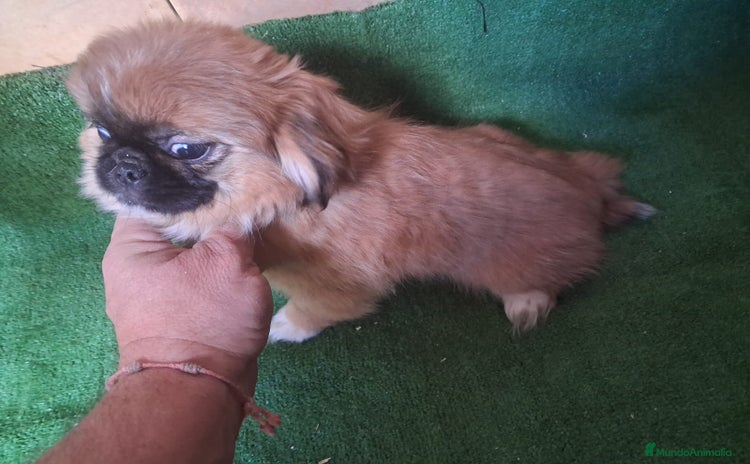 Pekinés perros Pequines  - Anuncio 4