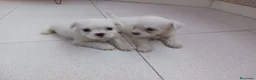 Bichón Maltés perros en venta: Bichón Maltés - Anuncio 2