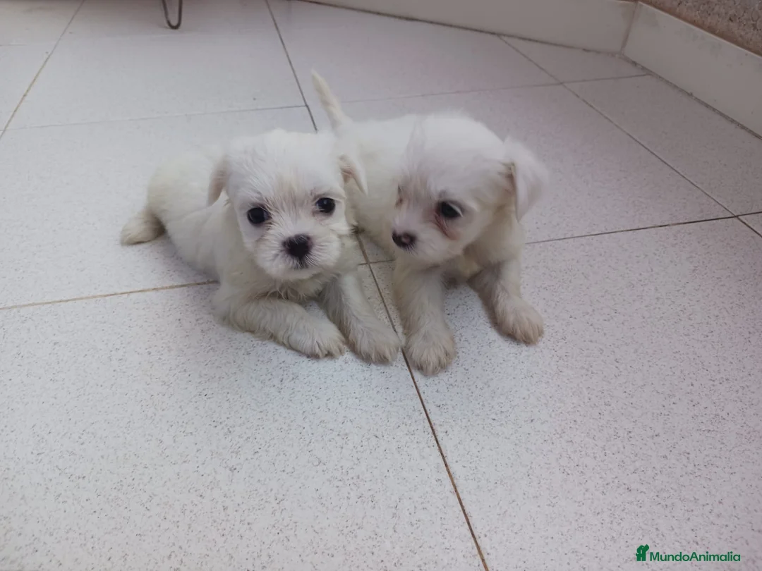 Bichón Maltés perros en venta: Bichón Maltés - Anuncio 2