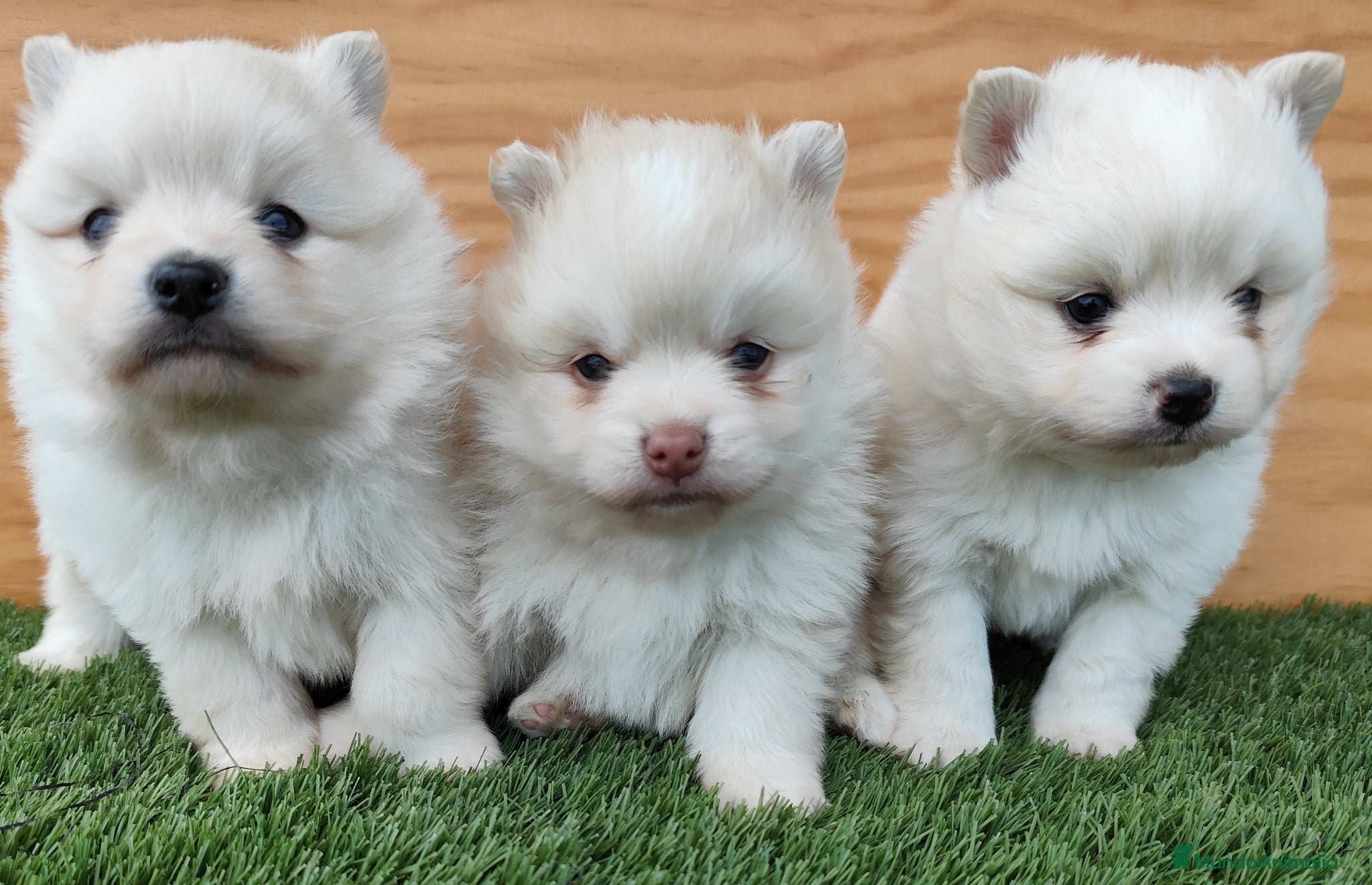 Pomsky perros Pomsky  - Anuncio 2