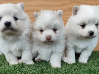 Pomsky perros Pomsky - Anuncio 2
