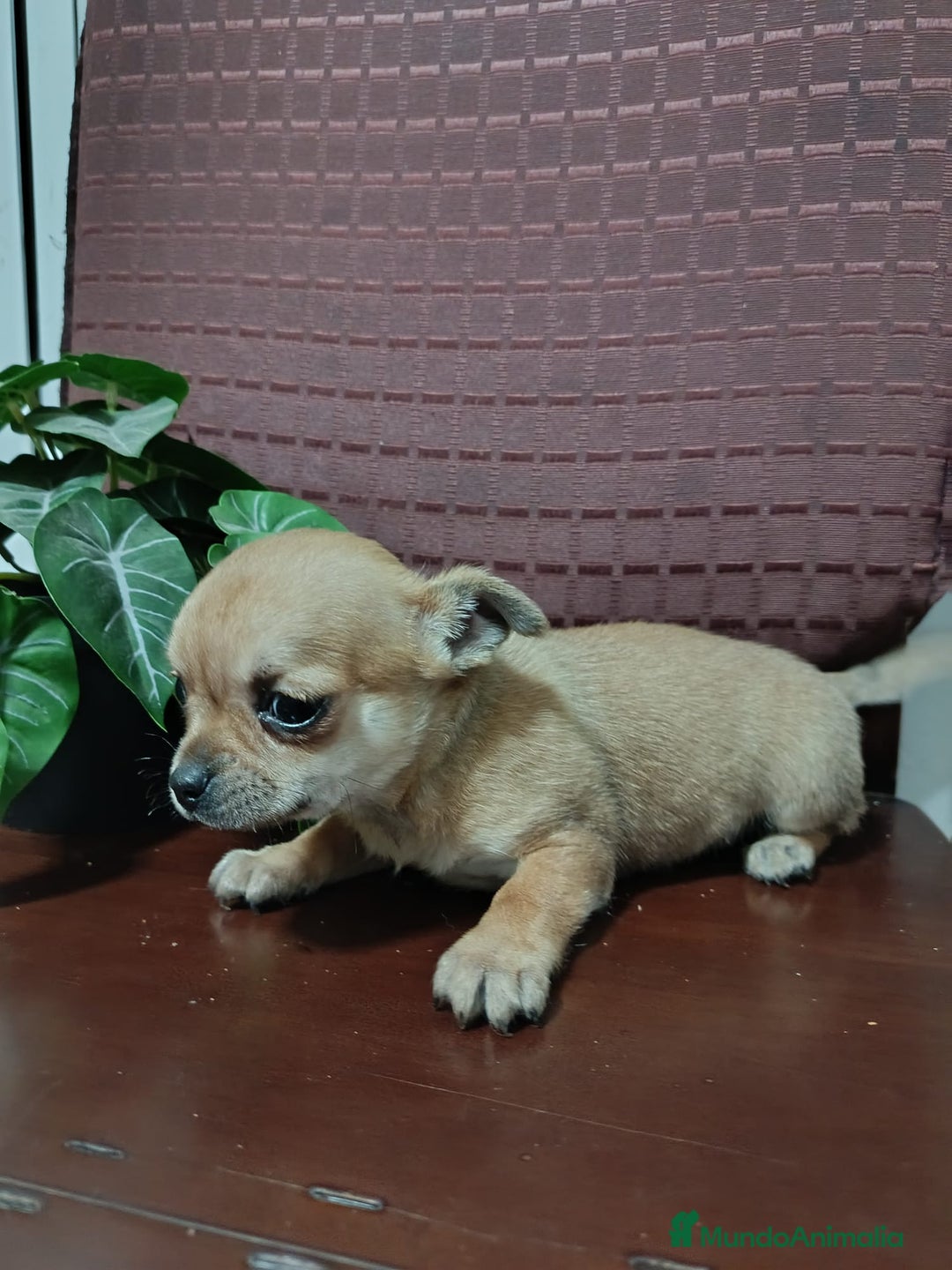 Chihuahua perros en venta: Chihuahua Toy macho precioso  - Anuncio 2