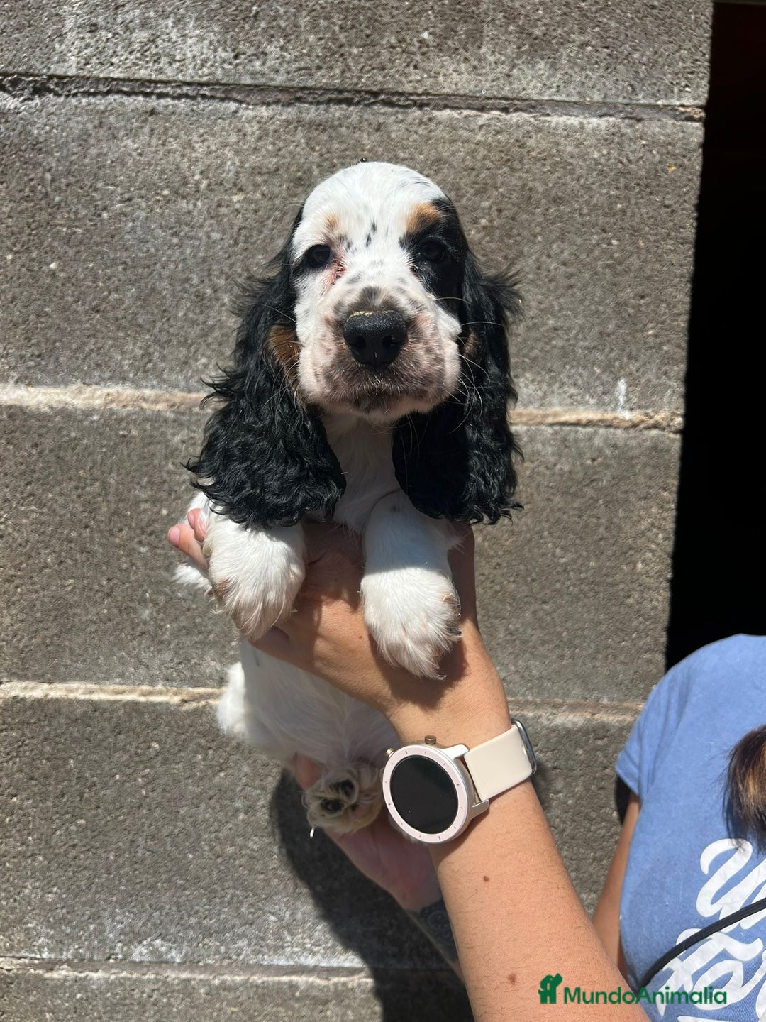 Cocker Spaniel Inglés perros en venta: Cocker inglés  - Imagen 3