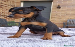 Pinscher Miniatura perros en venta: Pinscher Miniatura  - Imagen 20