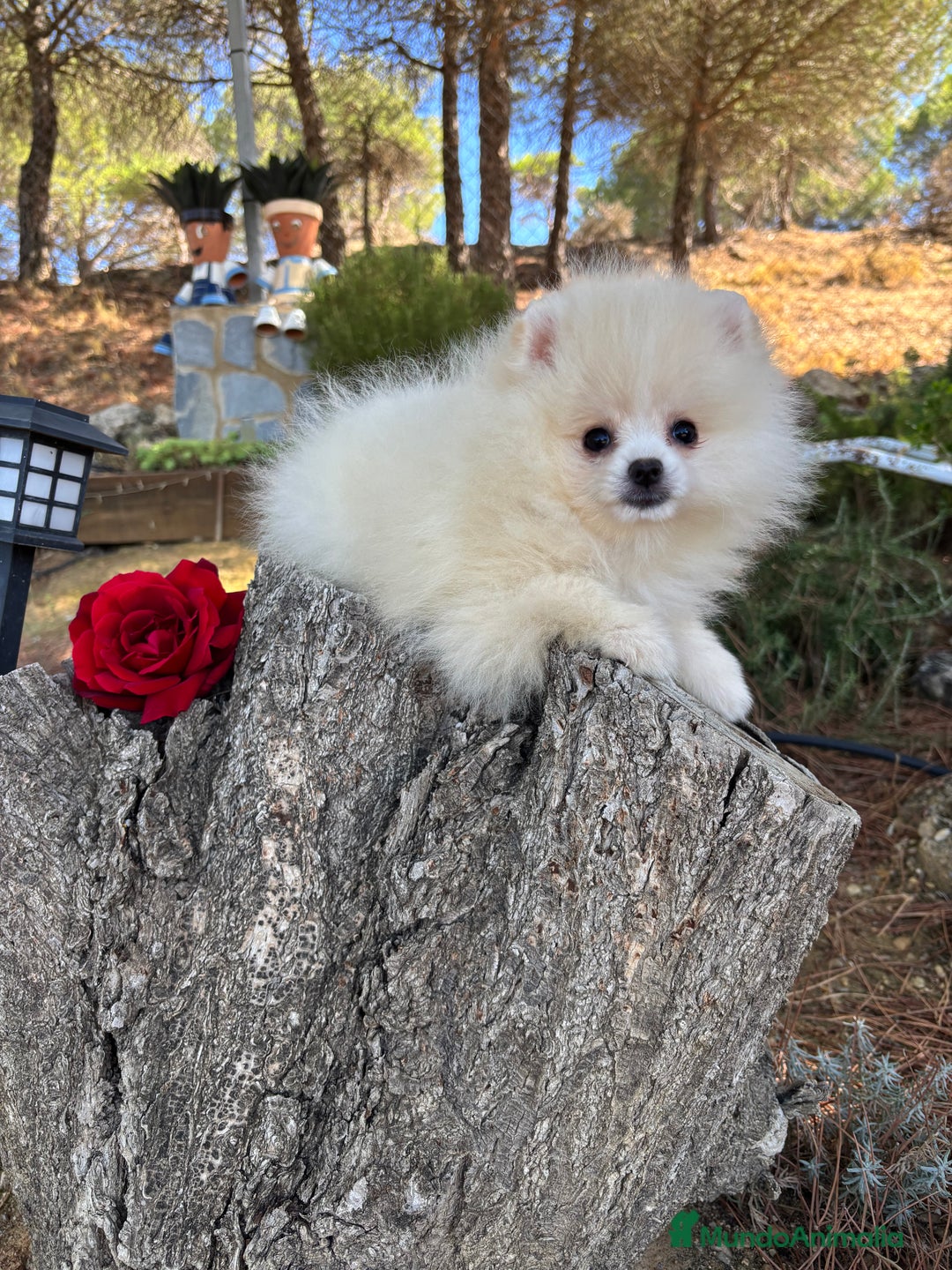 Pomerania perros en venta: Pomerania Hembra fotos actuales  - Imagen 3