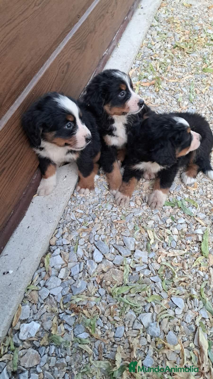Boyero de Berna perros CAMADA BOYERO PARA RESERVA en Barcelona - Anuncio 4