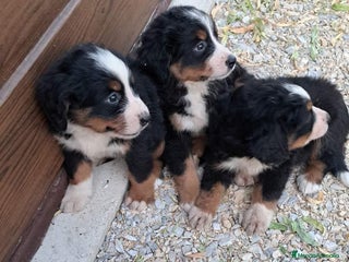 Boyero de Berna perros en Barcelona - Anuncio 8