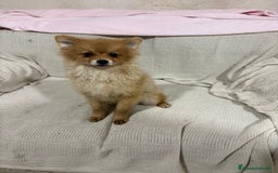 Pomerania perros en venta: Pomeranias machos 6 meses - Anuncio 14
