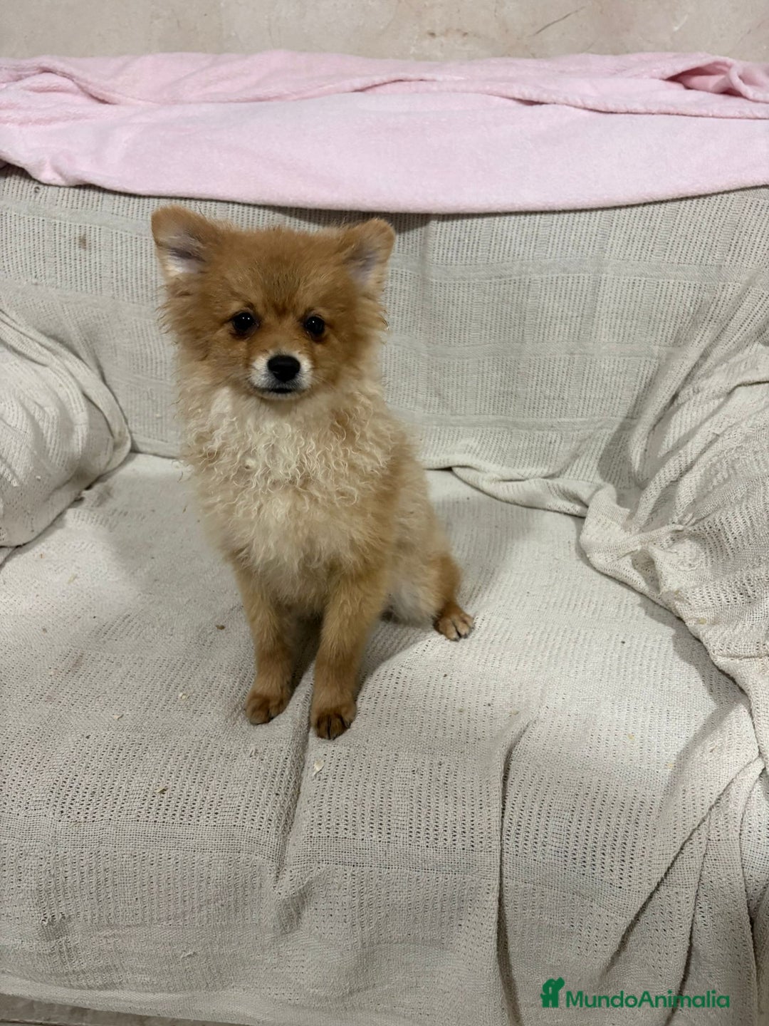 Pomerania perros en venta: Pomeranias machos 6 meses - Anuncio 14